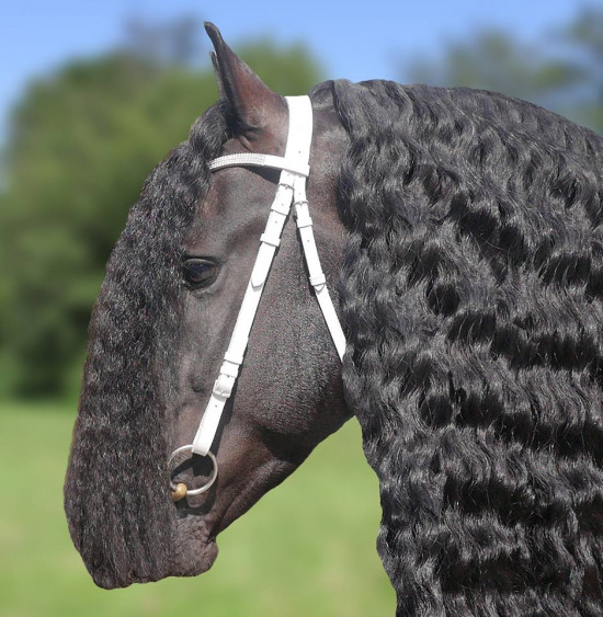 1010 HB Voorbreng hoofdstel de luxe