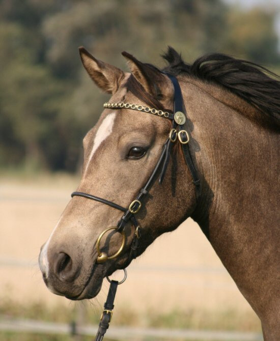 1011 HB Luxe Voorbrenghoofdstel Zwart