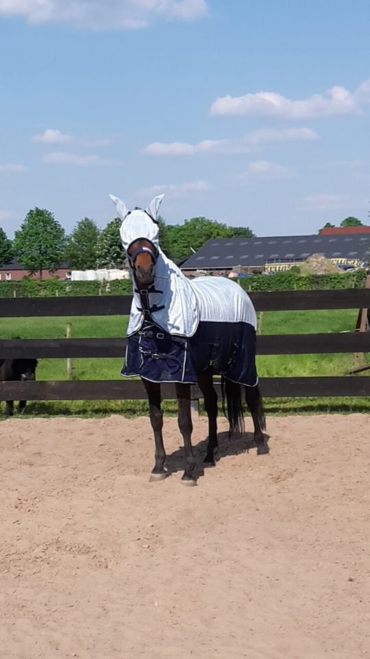 1308 HB oornetjes Unicorn