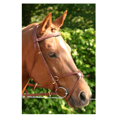 307 HB Hoofdstel Mexicaans Gold Plated Havanna Pony