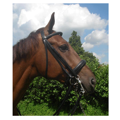 310 HB Stang en Trens Hoofdstel Zwart met zwart onderlegd Cob