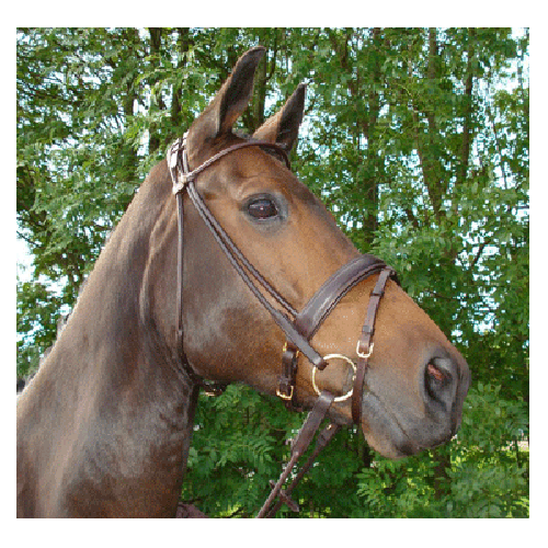 311GP HB Hoofdstel Turijn Gold Plated