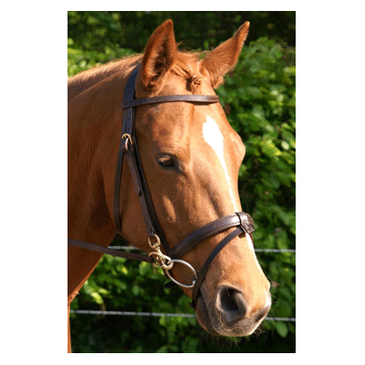 320 HB Trainingshoofdstel Professional Donkerbruin 1-size