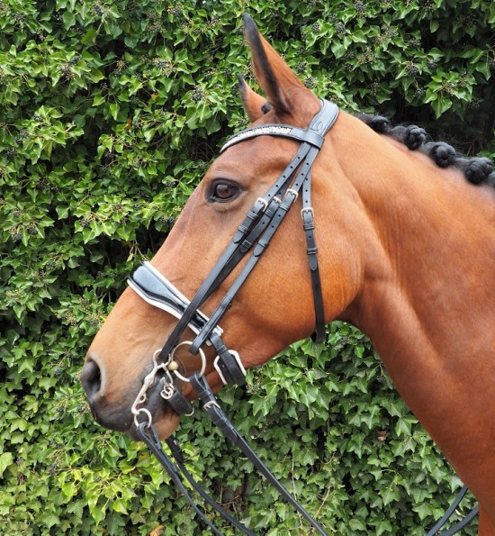 Hoofdstel Stang en trens Showtime Great Pleasure lak