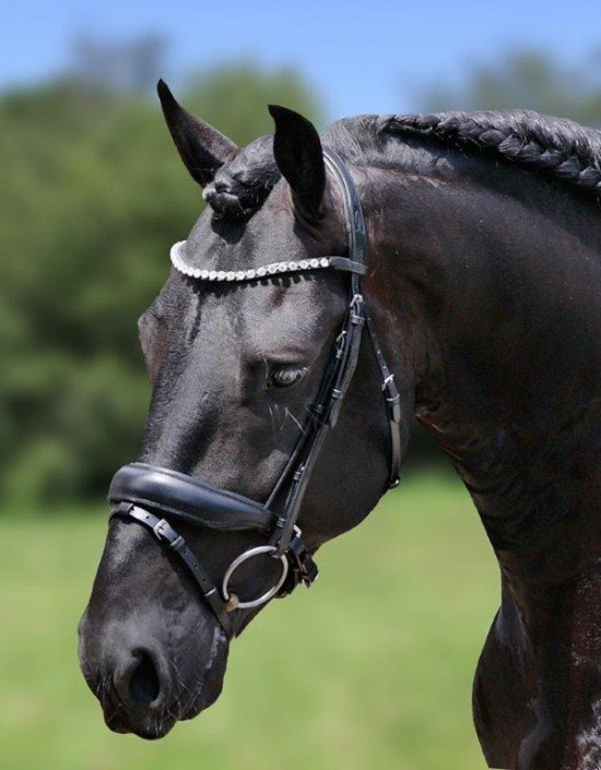 387 HB Showtime Hoofdstel Luxery Cob