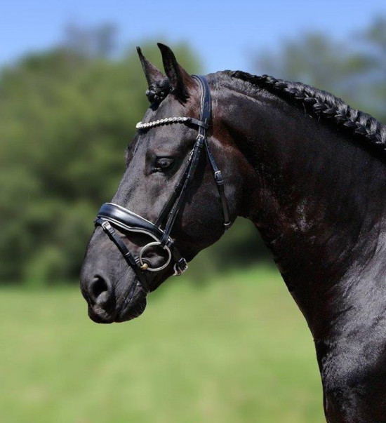 388 HB Showtime Hoofdstel Grandprix Cob