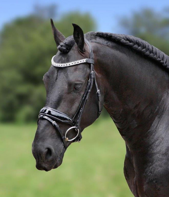389 HB Showtime Hoofdstel Jan van Westerhuis Cob
