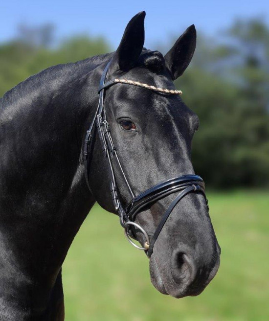 394 HB Showtime Goldfever Zwart Full