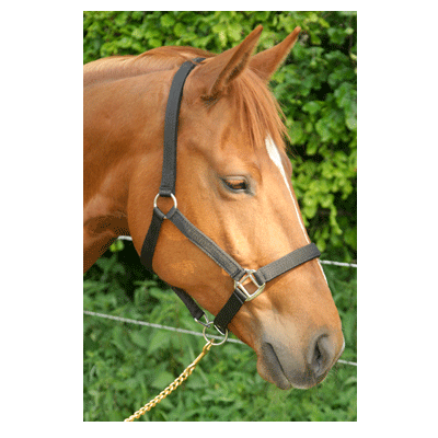 708 HB Nylon Halster Neopreen Blauw Extra-Full