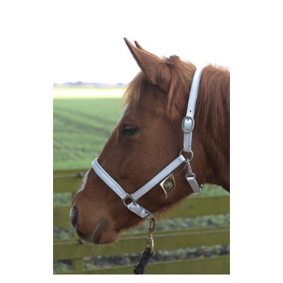 718 HB Luxe Lederen Halster Wit Shetland