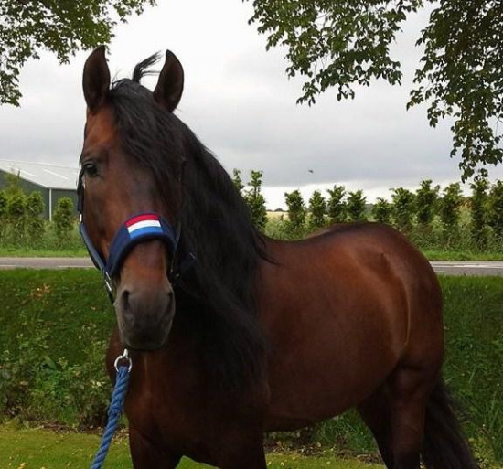 736H HB Holland halster Bellwood
