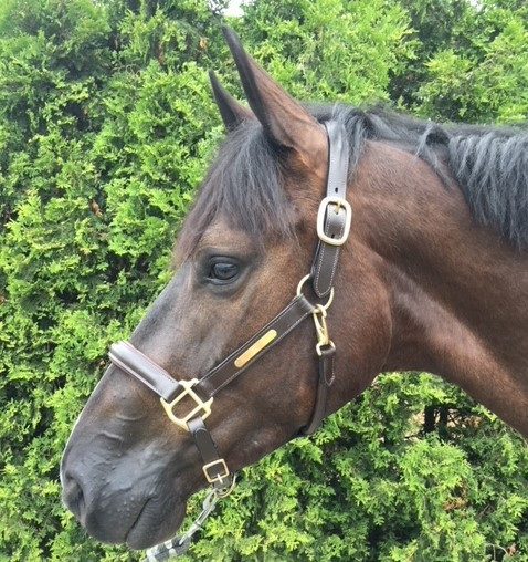 Showtime lederen halster Horse name