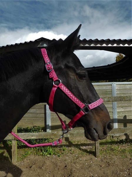 Halster set Polka Dot met halstertouw