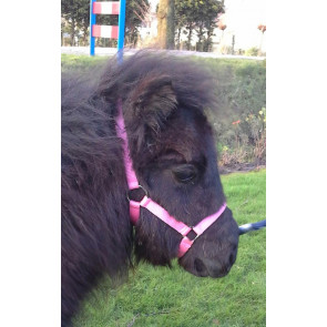 716 HB veulen Halster Astrid