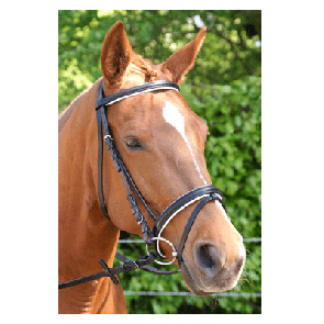 303 HB Hoofdstel Basic Wit Onderlegd Zwart met wit onderlegd Pony