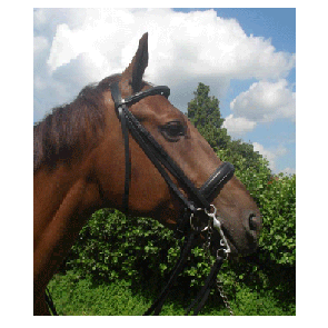 310 HB Stang en Trens Hoofdstel