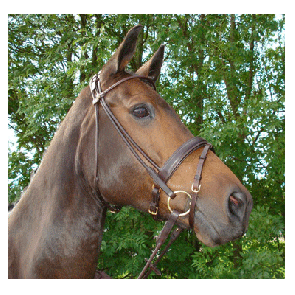 311GP HB Hoofdstel Turijn Gold Plated Zwart Pony