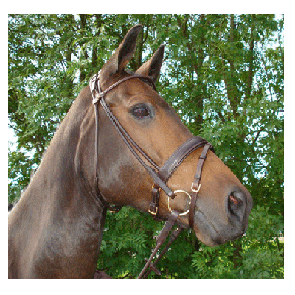 311GP HB Hoofdstel Turijn Gold Plated