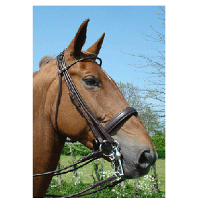 314A HB Hoofdstel Monaco Zwart Cob