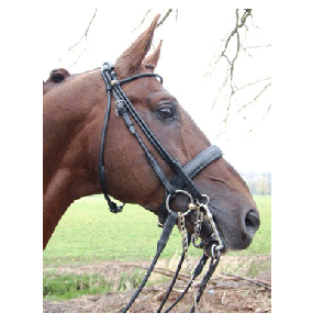 314 HB Hoofdstel Monaco Zwart Cob