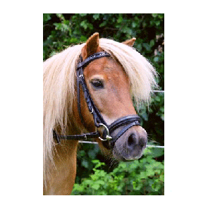 319 HB Hoofdstel Zwart Shetland