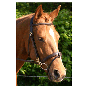 320 HB Trainingshoofdstel Professional Zwart 1-size