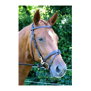 320 HB Trainingshoofdstel Professional
