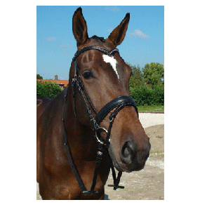 321 HB Hoofdstel New Dehli Zwart Pony