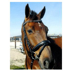 324 HB Hoofdstel Wave Zwart Full