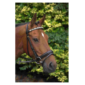 328 HB Hoofdstel Flowers Zwart Cob