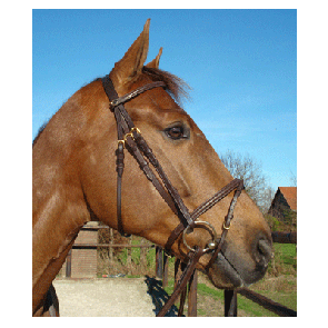 331 HB Hoofdstel Venetië Zwart Pony