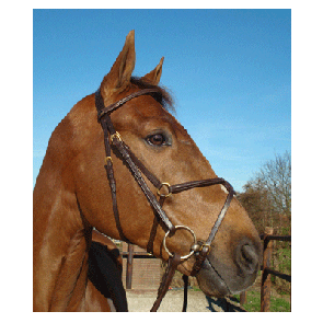 335 HB Hoofdstel Hong Kong Chocoladebruin Pony