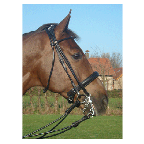 339 HB Hoofdstel London Zwart Cob