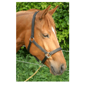 708 HB Nylon Halster Neopreen Bruin Extra-Full