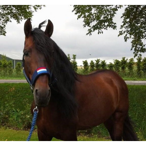 736H HB Holland halster Bellwood