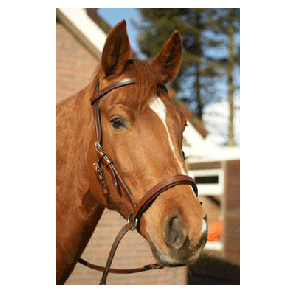 399 HB Bitloos Hoofdstel Golden Full